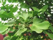Ginkgo biloba